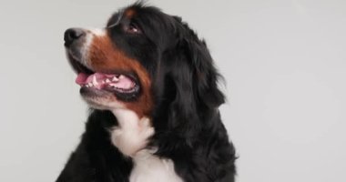 Meraklı Berna çoban köpeği dili dışarı fırlamış, yukarı bakıyor ve stüdyoda gri arka planda oturuyor.