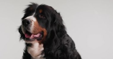 Güzel Bernese dağ köpeği, dili dışarı çıkmış ve soluk soluğa, gözlerini kaçırıp gri arka planda otururken.