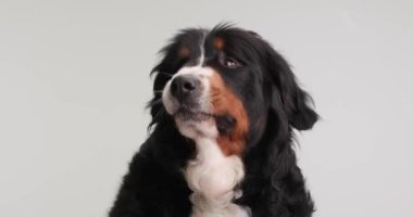 Yorgun tüylü Berna çoban köpeği uykulu, esniyor, yukarı bakıyor ve soluk soluğa kalıyor gri arka planda otururken.