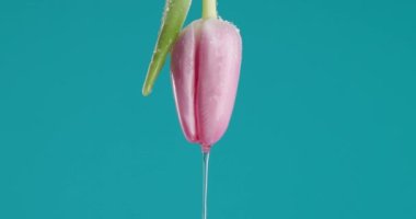 Sabah çiği kavramı, mavi arkaplan önünde akan suyla baş aşağı duran pembe lale çiçeğiyle resmedilmiştir.