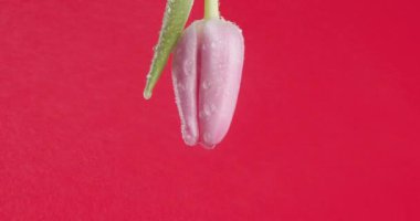 Kırmızı arkaplanın önüne dökülen yağlı pembe lale çiçekleri.