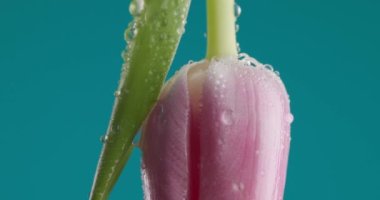 Güzel pembe lale, sabah çiğ damlalarını ve mavi arkaplan önünde doğanın güzelliğini resmediyor.