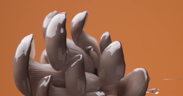 Concepto Frescura Ilustrado Por Hongos Crudos Con Gotas Agua Goteando — Vídeo de stock