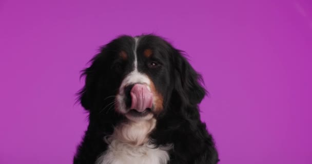 Πεινασμένο Σκυλί Του Βουνού Bernese Κοιτάζει Ψηλά Εξέχει Γλώσσα Και — Αρχείο Βίντεο