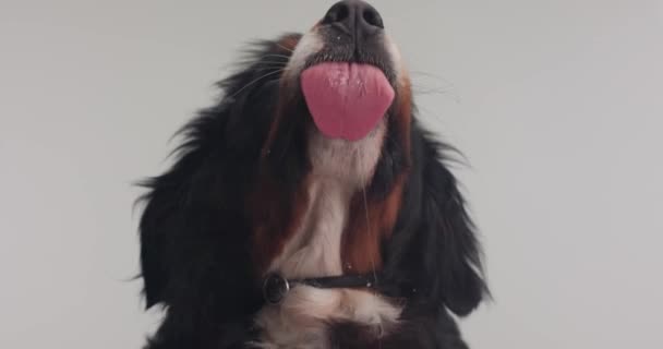 可爱的贝奈斯山狗 舌头伸出 在灰色背景前舔着透明的玻璃窗 — 图库视频影像