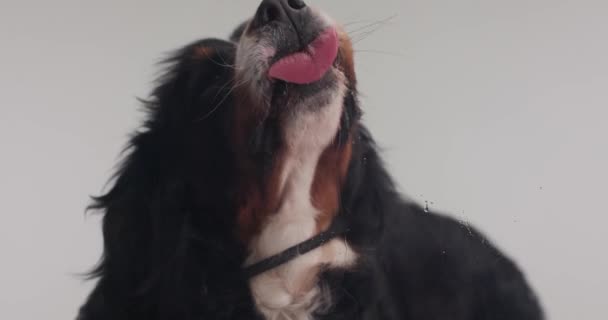 Schattige Berna Herder Pup Steken Uit Tong Likken Transparante Plexiglas — Stockvideo
