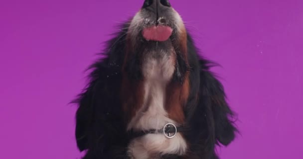 Berna Çoban Köpeğinin Stüdyoda Mor Arka Planda Pleksiglass Tan Yemek — Stok video
