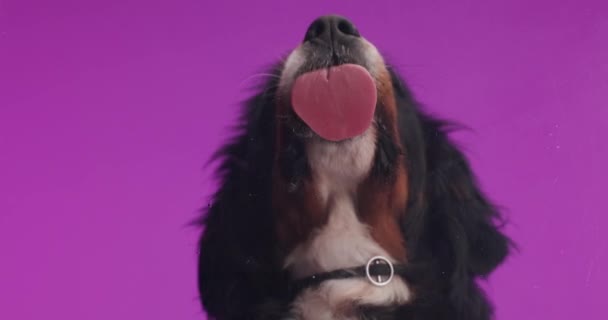 Mooie Berna Herder Puppy Met Tong Uit Likken Transparant Glas — Stockvideo