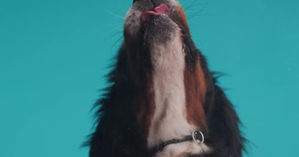 Hungry Berna Shepherd Dog Being Excited Licking Food Transparent Glass — Stock Video