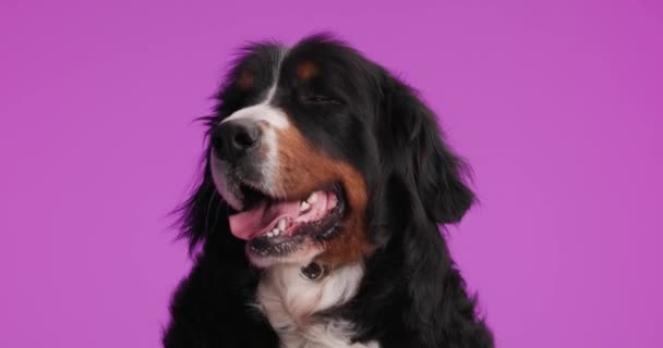 外に舌でパンピング美しい熱狂的なベルナ羊飼いの子犬は 紫色の背景に座って見て待っている — ストック動画