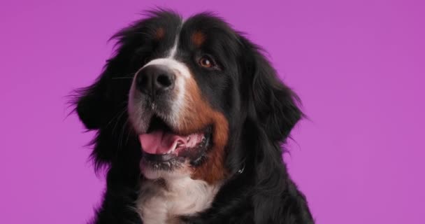 Взволнованная Бернская Горная Собака Смотрит Вверх Торчащая Языком Задыхаясь Сидя — стоковое видео