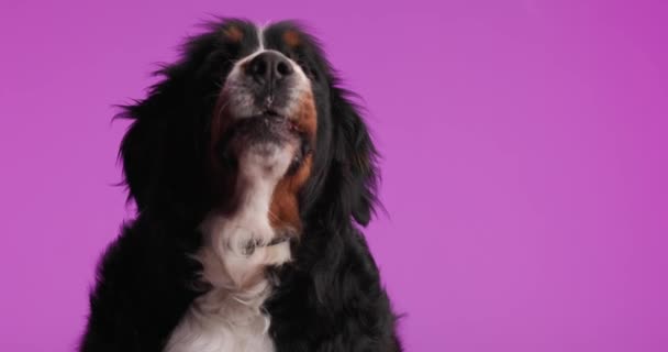 Nyfiken Berna Herde Hund Sticker Tunga Och Flämtande Tittar Upp — Stockvideo