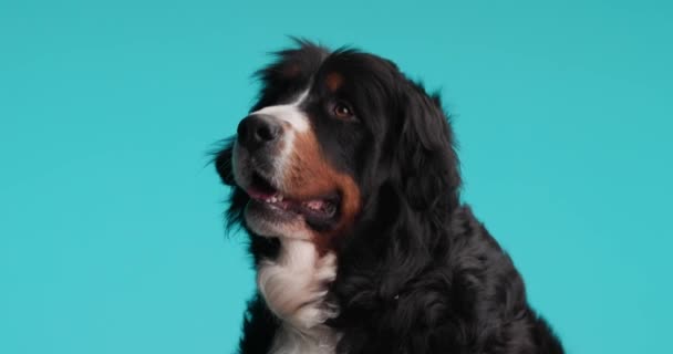 Neugieriger Berner Sennenhund Blickt Auf Und Hechelt Mit Entblößter Zunge — Stockvideo