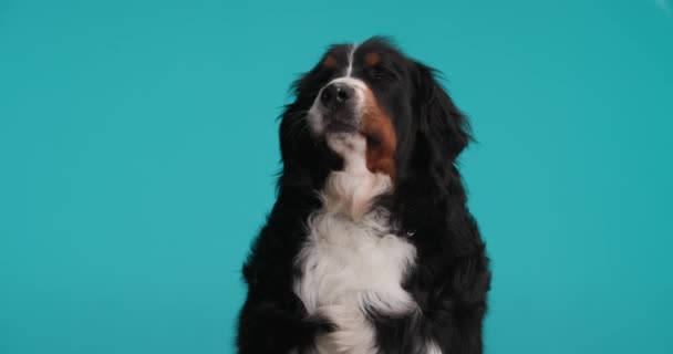 Sabırsız Bernese Dağ Köpeği Mavi Arka Planda Otururken Dilini Çıkarıp — Stok video