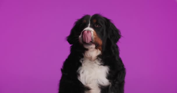 Schattige Berna Herder Hond Likken Neus Opkijken Nieuwsgierig Hongerig Terwijl — Stockvideo