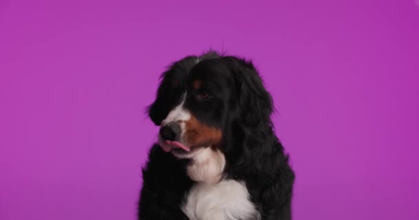 Project Video Lovely Bernese Mountain Dog Tongue Out Licking Nose — Stock Video