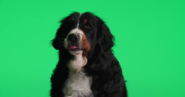 Curioso Cão Pastor Berna Olhando Para Cima Furando Língua Lambendo — Vídeo de Stock