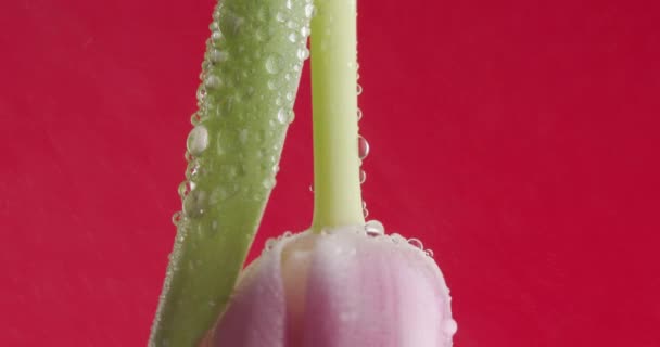 Ochtenddauw Concept Geïllustreerd Door Roze Tulp Bloem Met Water Druipt — Stockvideo