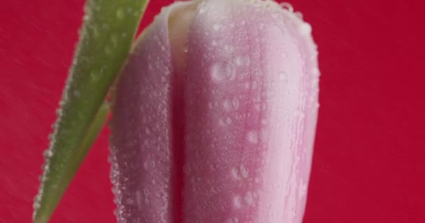 Primer Plano Vídeo Flor Tulipán Rosa Que Ilustra Concepto Rocío — Vídeos de Stock