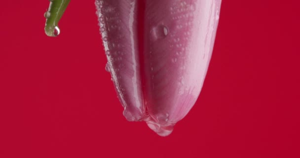 Zbliżenie Wideo Góry Nogami Różowy Tulipan Wodą Olejkami Eterycznymi Kapiące — Wideo stockowe
