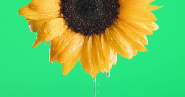 Gelbe Sonnenblume Vor Grünem Hintergrund Die Die Schönheit Der Natur — Stockvideo
