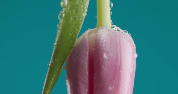 Piękny Różowy Tulipan Kroplami Wody Ilustrujące Poranną Rosę Piękno Natury — Wideo stockowe