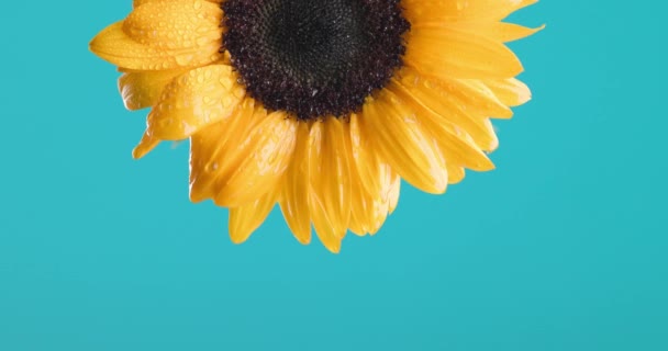 Rückwärtige Wassertropfen Aus Gelben Frischen Sonnenblumen Die Das Konzept Der — Stockvideo