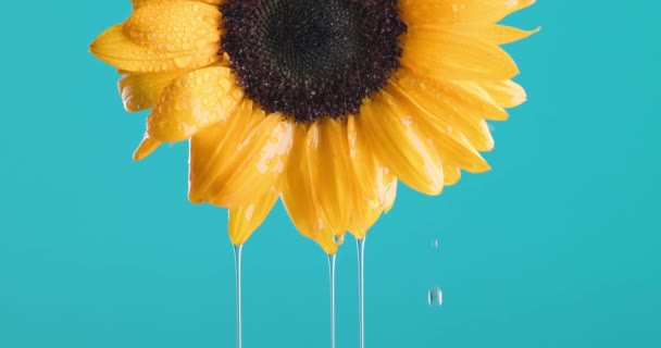 倒置的新鲜向日葵倒灌的视频展示了蓝色背景前的晨露概念 — 图库视频影像