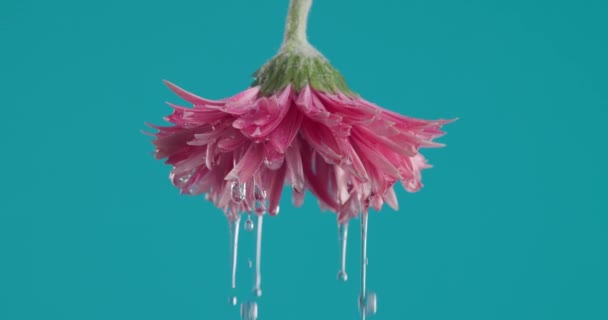 倒置粉红菊花与香精油浇注的项目视频 新鲜的概念 — 图库视频影像