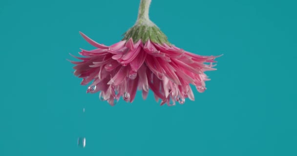 美丽的粉红芙蓉菊花在蓝色背景前 水滴倒转 — 图库视频影像