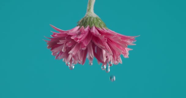 晨光鲜活的概念 以粉红的芙蓉菊花为代表 蓝底前滴水 — 图库视频影像