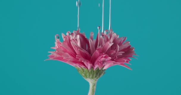 ピンク ガーベラ デイジー フラワーの水のビデオ青を背景に美しく清新な自然の概念 — ストック動画