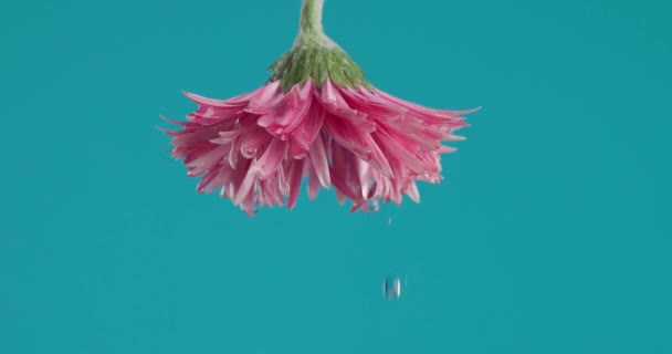 鲜活自然的概念 以粉红倒置的芙蓉菊花为代表 精油倒滴在蓝色背景的前面 — 图库视频影像