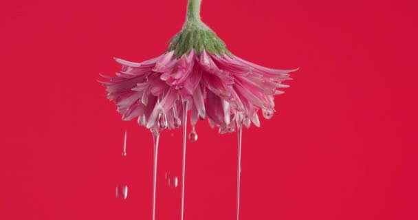 紅地の前のガーベラ デイジーの花をピンクから逆さまに注ぐ水鮮度と開花の概念 — ストック動画