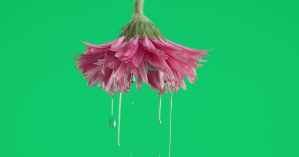 晨露的概念 以倒置的粉红菊花为代表 水在绿色背景前倾泻而下 — 图库视频影像