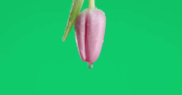 緑の背景に美しいピンクのチューリップが咲き誇りエッセンシャルオイルが滴り落ちる — ストック動画
