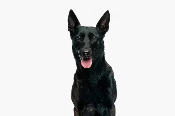 happy dutch shepherd dog sticking out tongue and panting while sitting in front of white background in studio