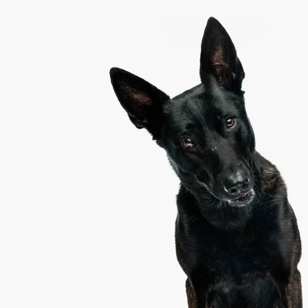 Ausschnittbild Eines Entzückenden Holländischen Schäferhundes Der Sich Freut Und Glücklich — Stockfoto