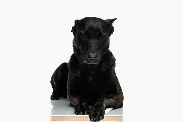 sleepy black dutch shepherd dog laying down with eyes closed and sleeping in front of white background in studio