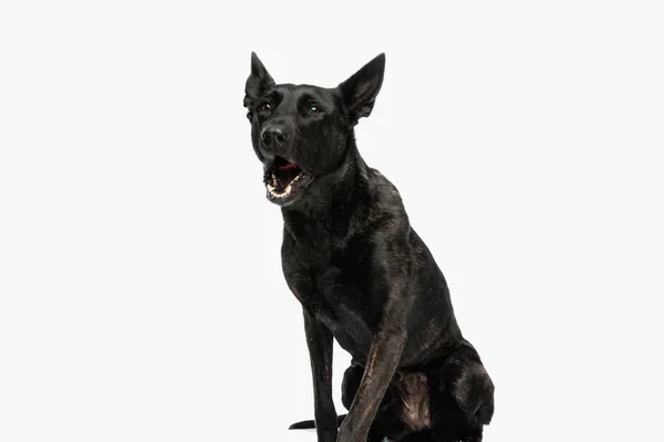 upset dutch shepherd dog sitting in front of white background, looking up and barking