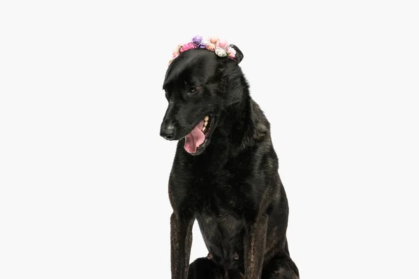 Schwarzer Holländischer Schäferhund Mit Blumen Stirnband Schaut Nach Unten Und — Stockfoto