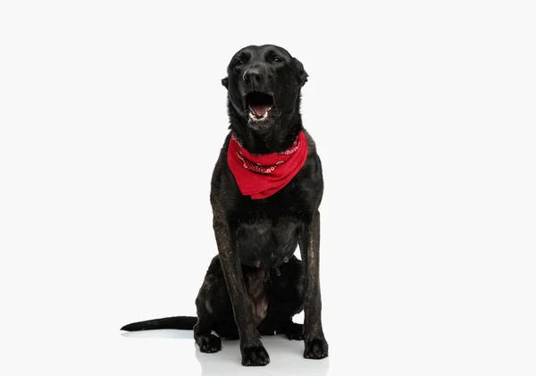 Şirin Hollandalı Çoban Köpeği Boynuna Kırmızı Bandana Takmış Esniyor Stüdyoda — Stok fotoğraf