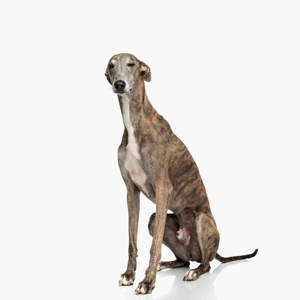 Stüdyoda Beyaz Arka Planda Otururken Zayıf Ngiliz Köpeğinin Göz Kırpışının — Stok fotoğraf