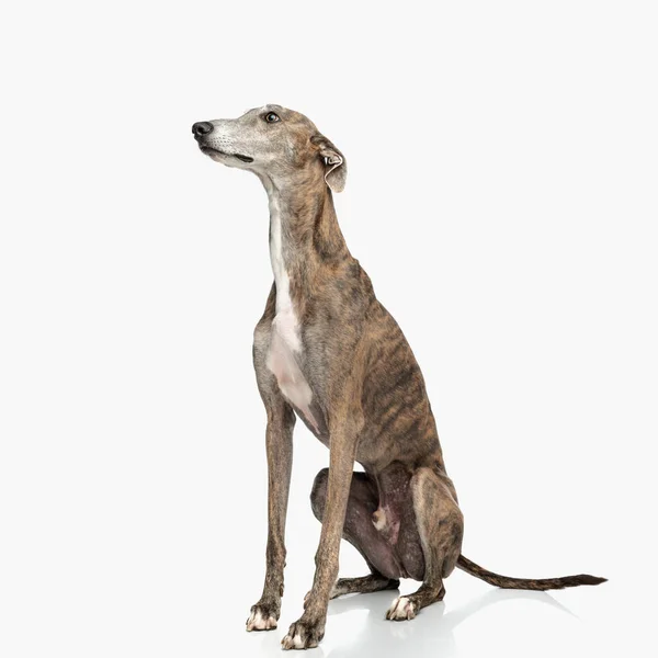 Πλαϊνή Άποψη Του Χαριτωμένο Αγγλικό Κυνηγόσκυλο Λεπτά Πόδια Κοιτάζοντας Προς — Φωτογραφία Αρχείου