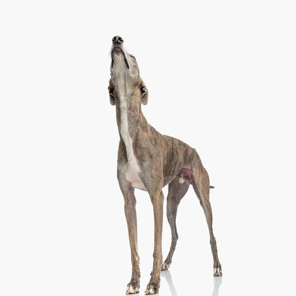 Zvědavý Anglický Greyhound Pes Dlouhými Hubenými Nohami Vzhlíží Čeká Jídlo — Stock fotografie