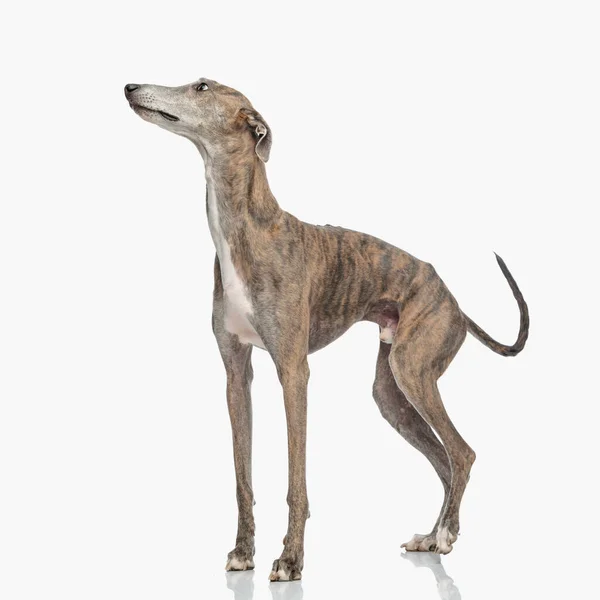 Nce Bacaklı Köpeğinin Yan Görüntüsü Yukarı Bakıyor Stüdyoda Beyaz Arka — Stok fotoğraf