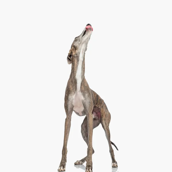 Πεινασμένο Λαγωνικό Σκυλί Κοκαλιάρικα Πόδια Κοιτάζει Προς Πάνω Και Γλείφει — Φωτογραφία Αρχείου