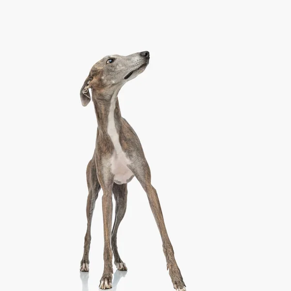 Bang Greyhound Hond Met Dunne Lange Benen Zoek Naar Kant — Stockfoto