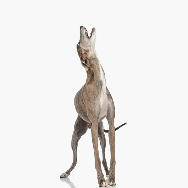 Αναστατωμένος Αγγλικά Κυνηγόσκυλο Λεπτά Πόδια Κοιτάζοντας Πάνω Και Γαβγίζει Ενώ — Φωτογραφία Αρχείου