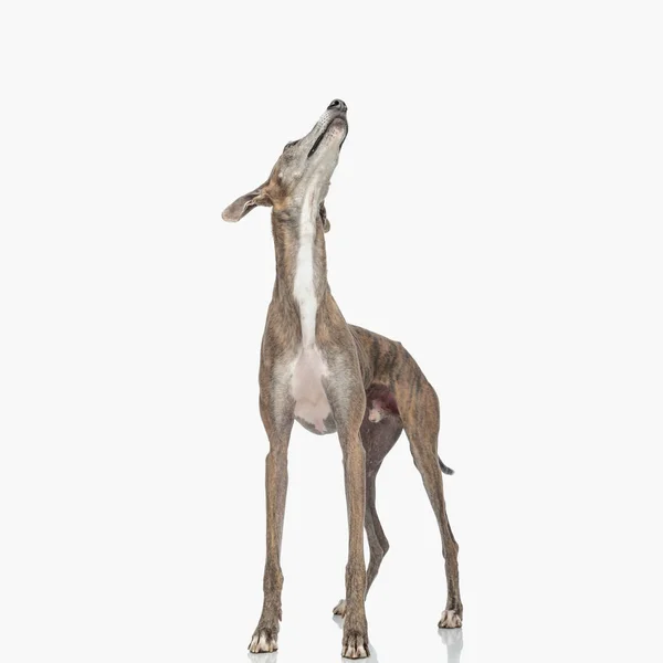 Eager Skinny Greyhound Dog Thin Legs Looking Being Curious While — Stock Photo, Image